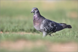 <p>HOLUB DOMÁCÍ (Columba livia f. domestica) /Domestic pigeon - Stadttaube/</p>